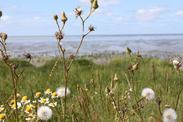 Zeedijk III in Tzummarum - Foto 40 van 40