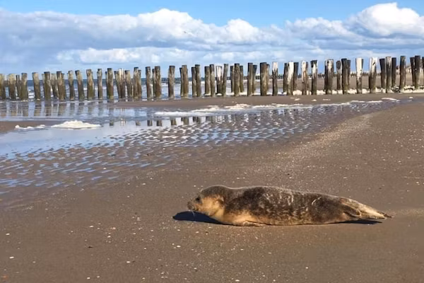 Résidence Wijngaerde 10 in Domburg - Foto 40 van 40