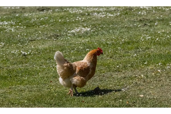 Lepelstraat 18A  Vrouwenpolder "'t Blauwtje" in Vrouwenpolder - Foto 40 van 40