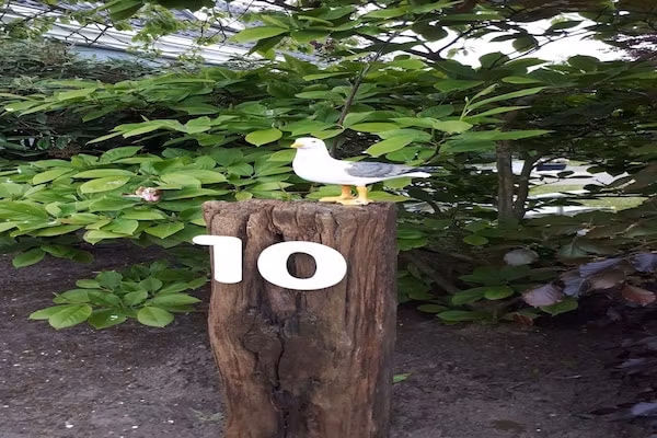 De Zilvermeeuw in Noordwijk - Foto 40 van 40