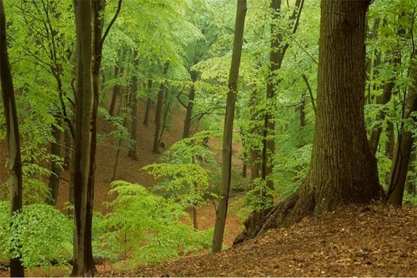 Strandpark Vlugtenburg 8 in 's-Gravenzande - Foto 33 van 33