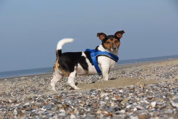 Noordzee Résidence Dishoek 12 in Koudekerke - Foto 40 van 40