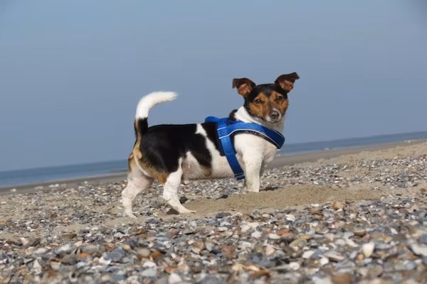 Fort den Haak - Chalet 1 tm 15  hond in Vrouwenpolder - Foto 39 van 39