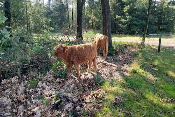 Park De Peel 2 in Vlierden - Foto 32 van 32