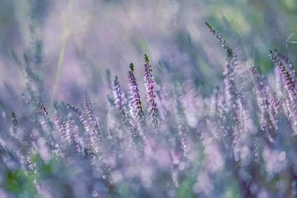 Bospark 't Wolfsven 16 in Mierlo - Foto 33 van 33