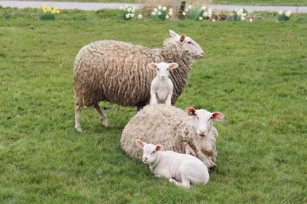 Recreatiepark Idskenhuizen 10 in Idskenhuizen - Foto 40 van 40