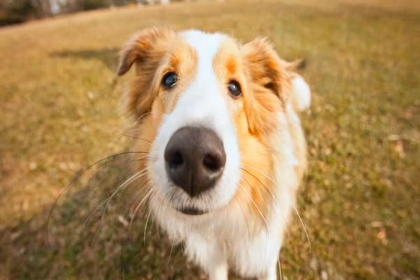 Bospark 't Wolfsven 20 in Mierlo - Foto 40 van 40