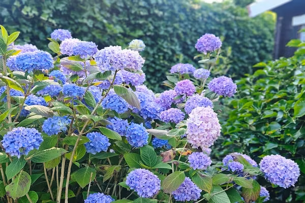 Chalet Kieftveen Voorthuizen II 4 pax -817 in Voorthuizen - Foto 40 van 40