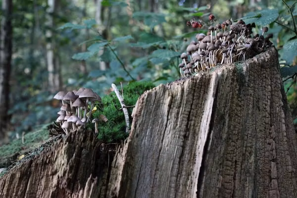 Dwergarend 17-02 in Voorthuizen - Foto 40 van 40