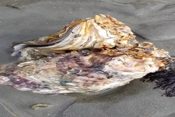 Water Resort Oosterschelde 83 in Wemeldinge - Foto 40 van 40