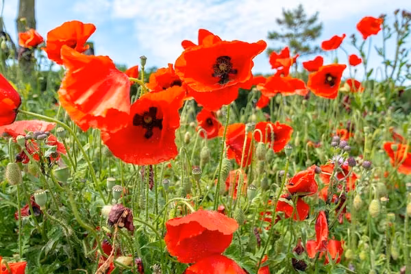 Sandepark 93 in Callantsoog - Foto 25 van 25