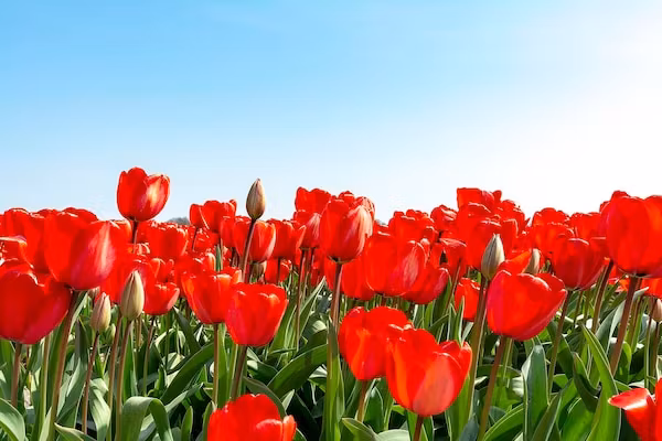 Ooghduyne 148 in Julianadorp aan Zee - Foto 25 van 25