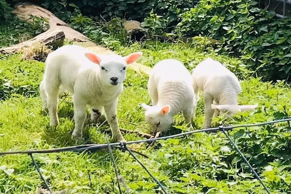 Ruyghe Hoeck 4 in Sint Maartensbrug - Foto 24 van 24