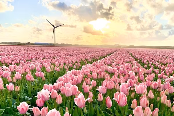 Campanula 132 in Sint Maartenszee - Foto 23 van 23