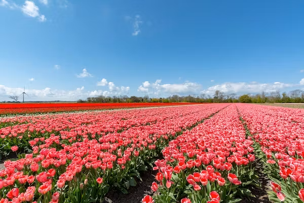 Beach Bungalow Sint aan Zee in Sint Maartenszee - Foto 26 van 26