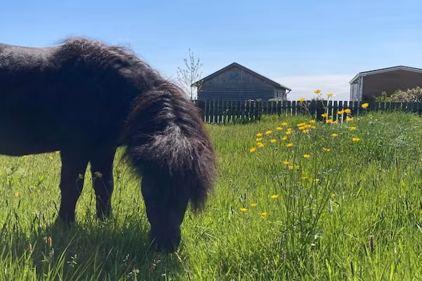 Grutto en Turleluur in Tjerkgaast - Foto 2 van 37