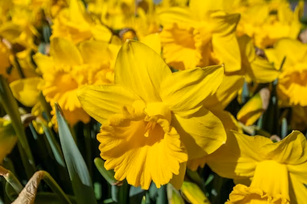 Résidence Juliana 21 in Julianadorp aan Zee - Foto 19 van 19