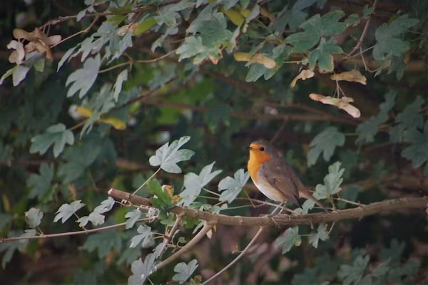 Skries in Nes Ameland - Foto 40 van 40