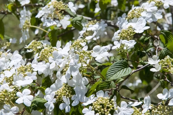 Bungalowpark Rien van den Broeke Village 8 in Nieuw-Loosdrecht - Foto 40 van 40