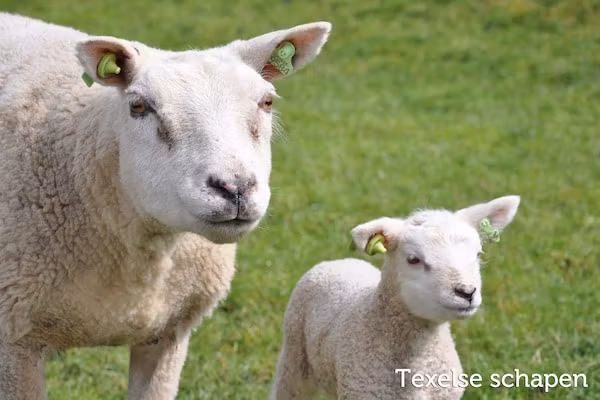 Residentie Californië 6 in De Koog Texel - Foto 39 van 39