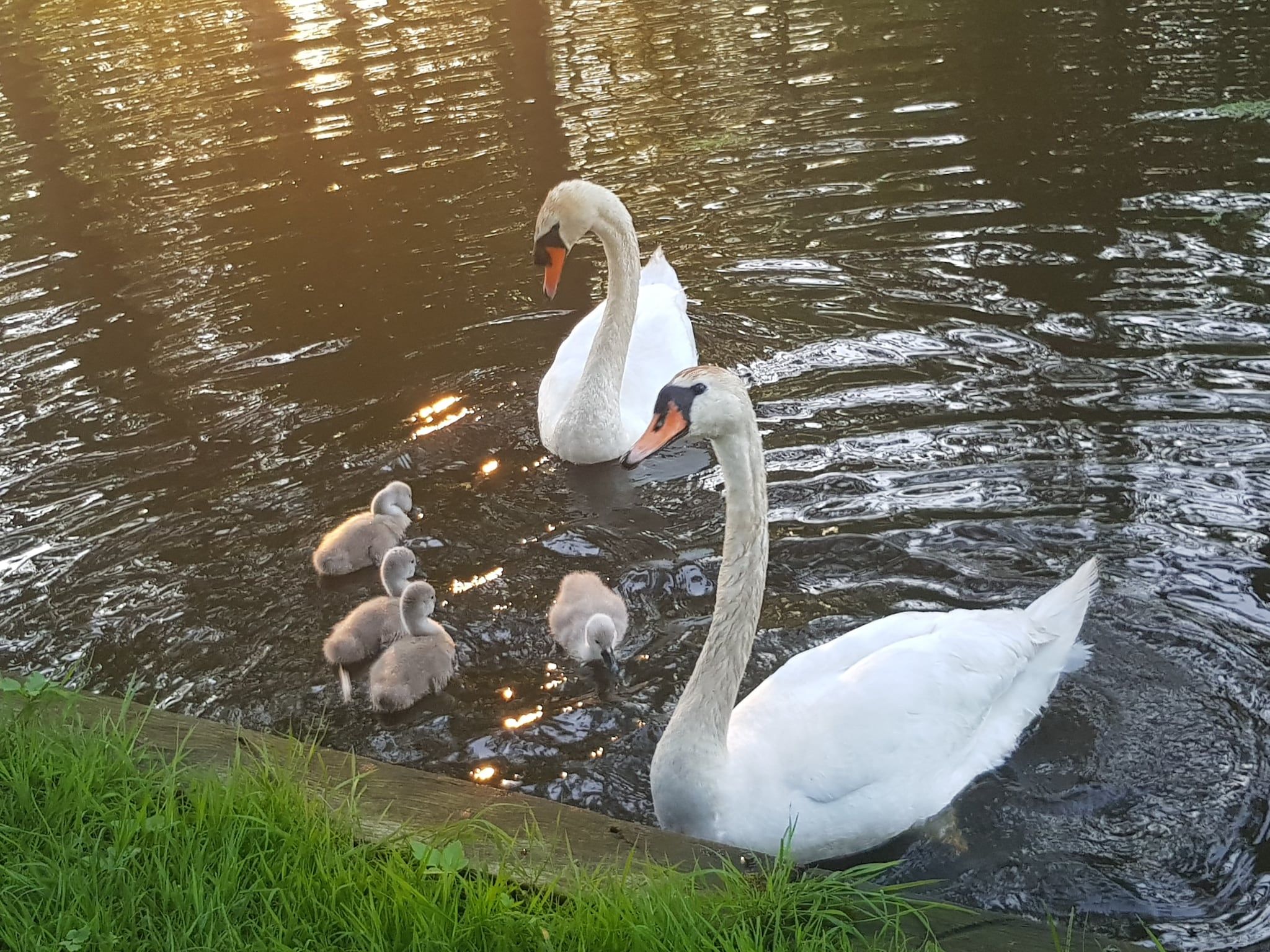 Hoeve Ginette in Giethoorn - Foto 40 van 44