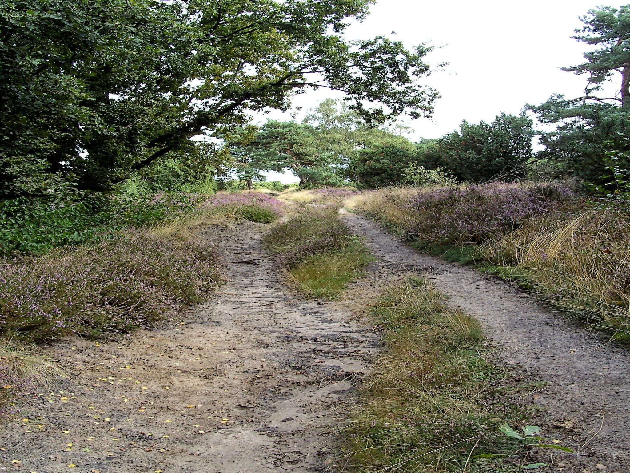 Buitenplaats Berg en Bos nummer 15 in Lemele - Foto 37 van 40