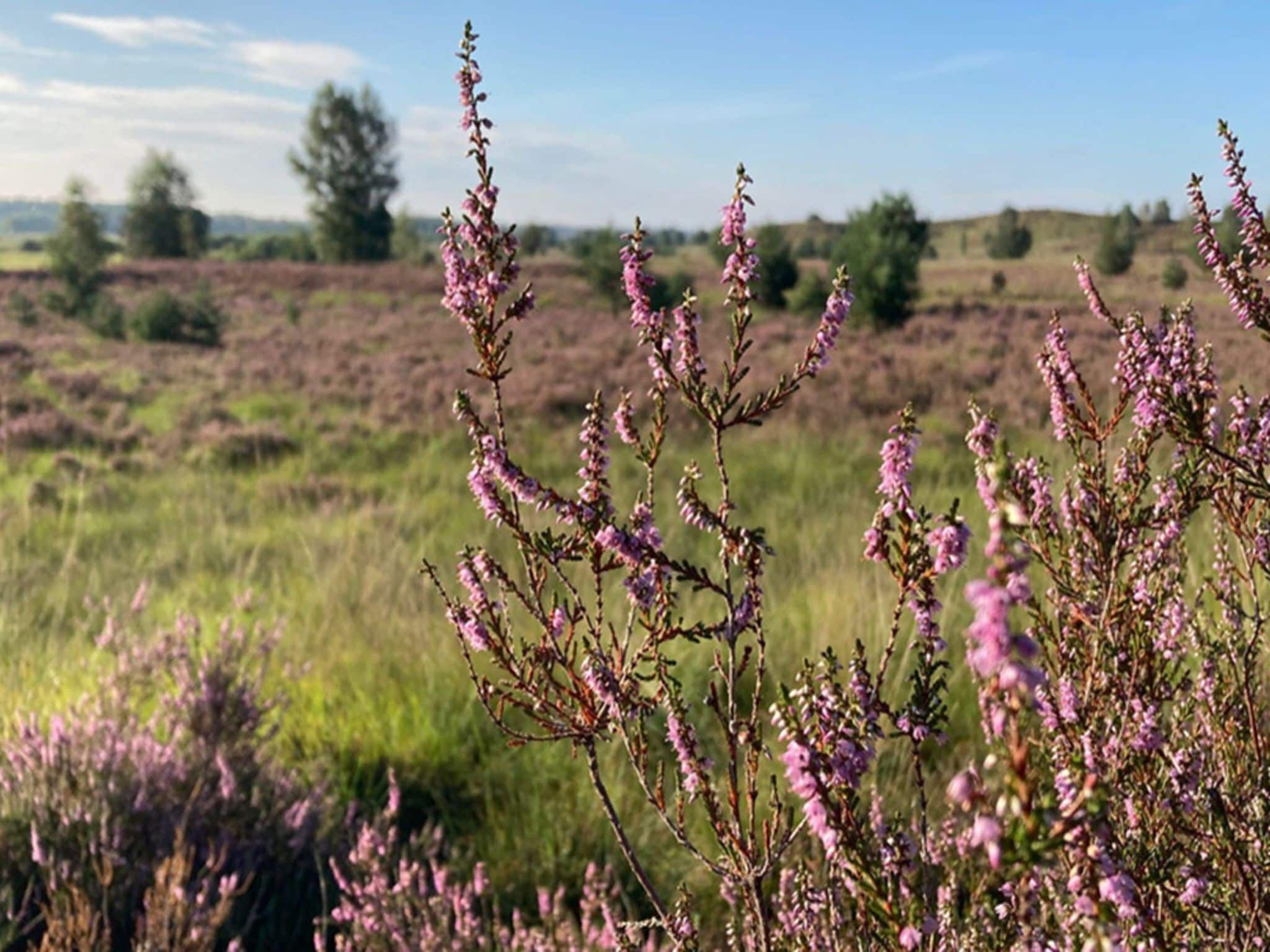 De omgeving van Buitenplaats Berg en Bos nummer 4 in Lemele