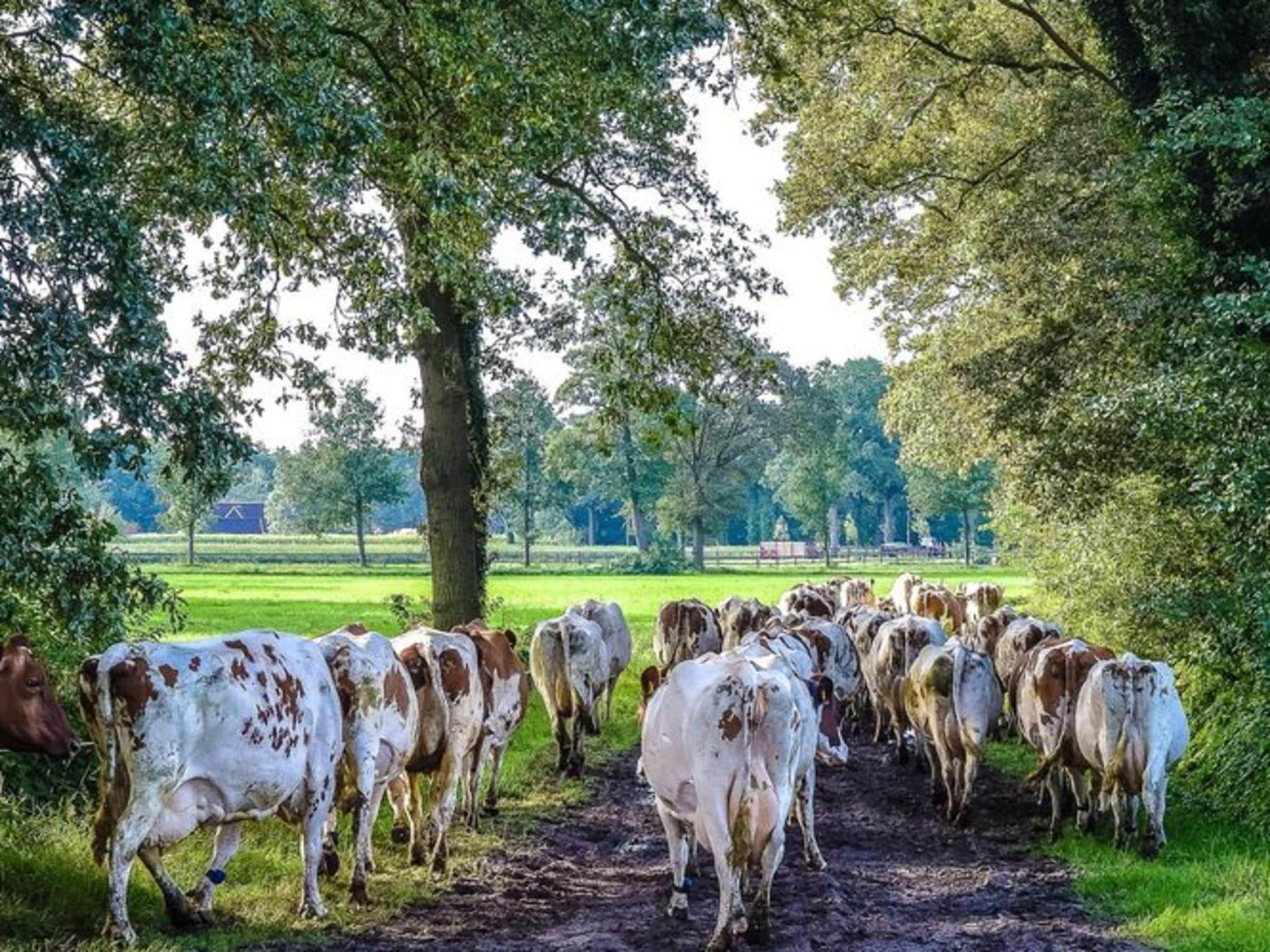 De omgeving van Vakantiepark Mölke 35 in Zuna