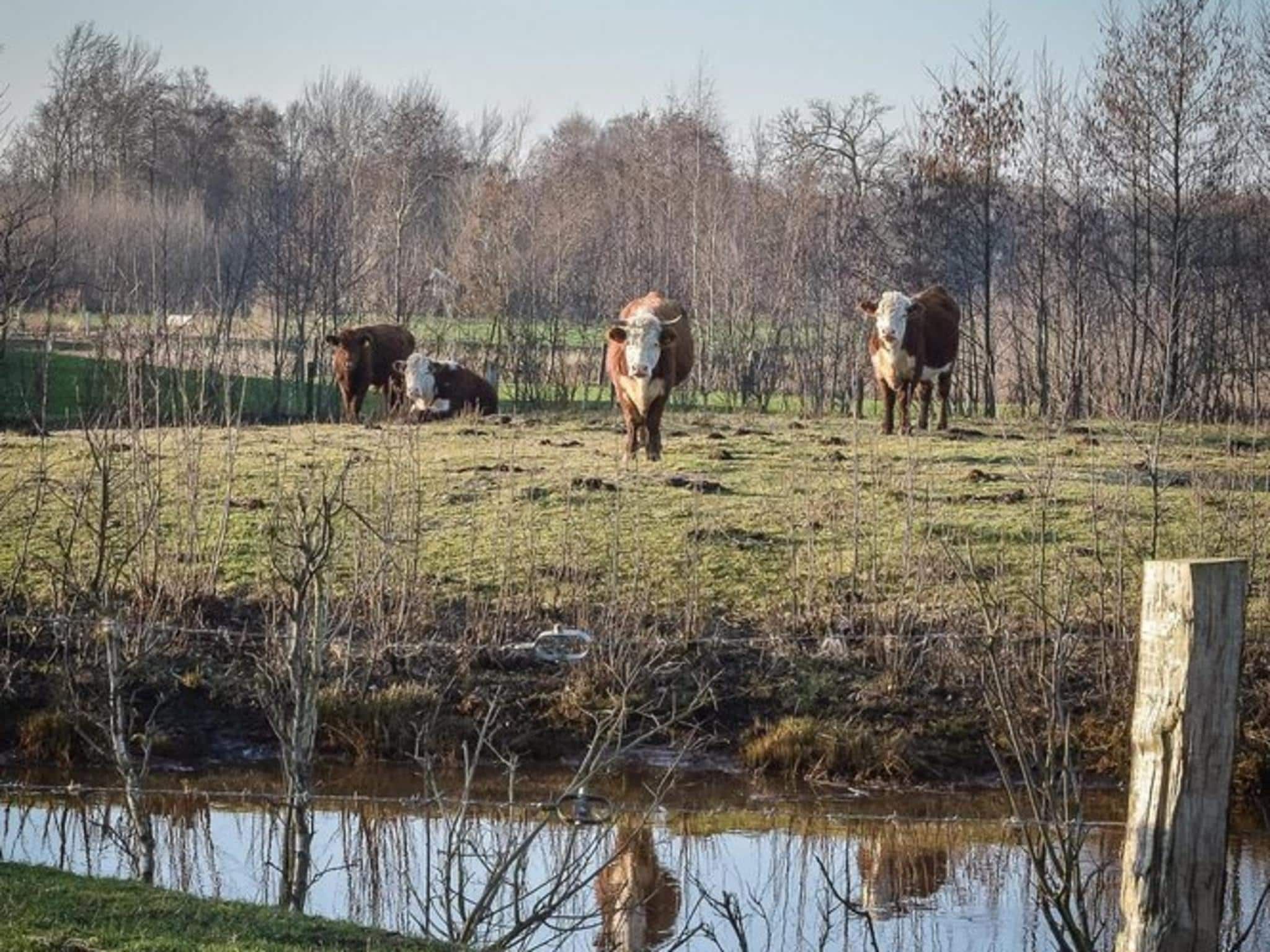 De omgeving van Vakantiepark Mölke 35 in Zuna