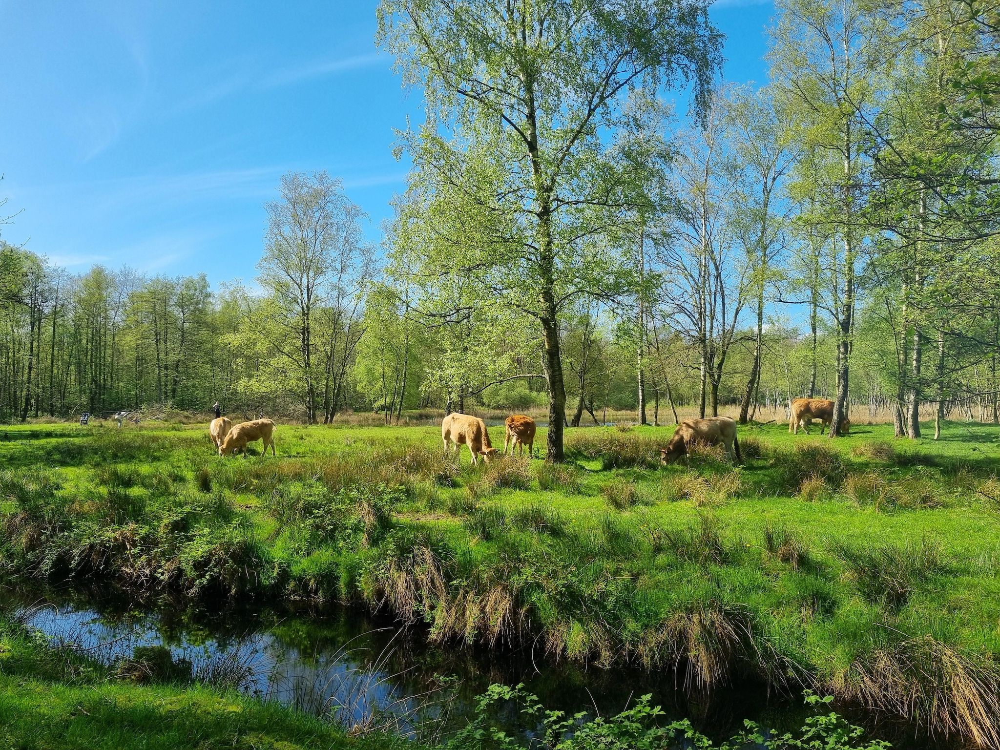 De omgeving van Watervilla Acht in Balk