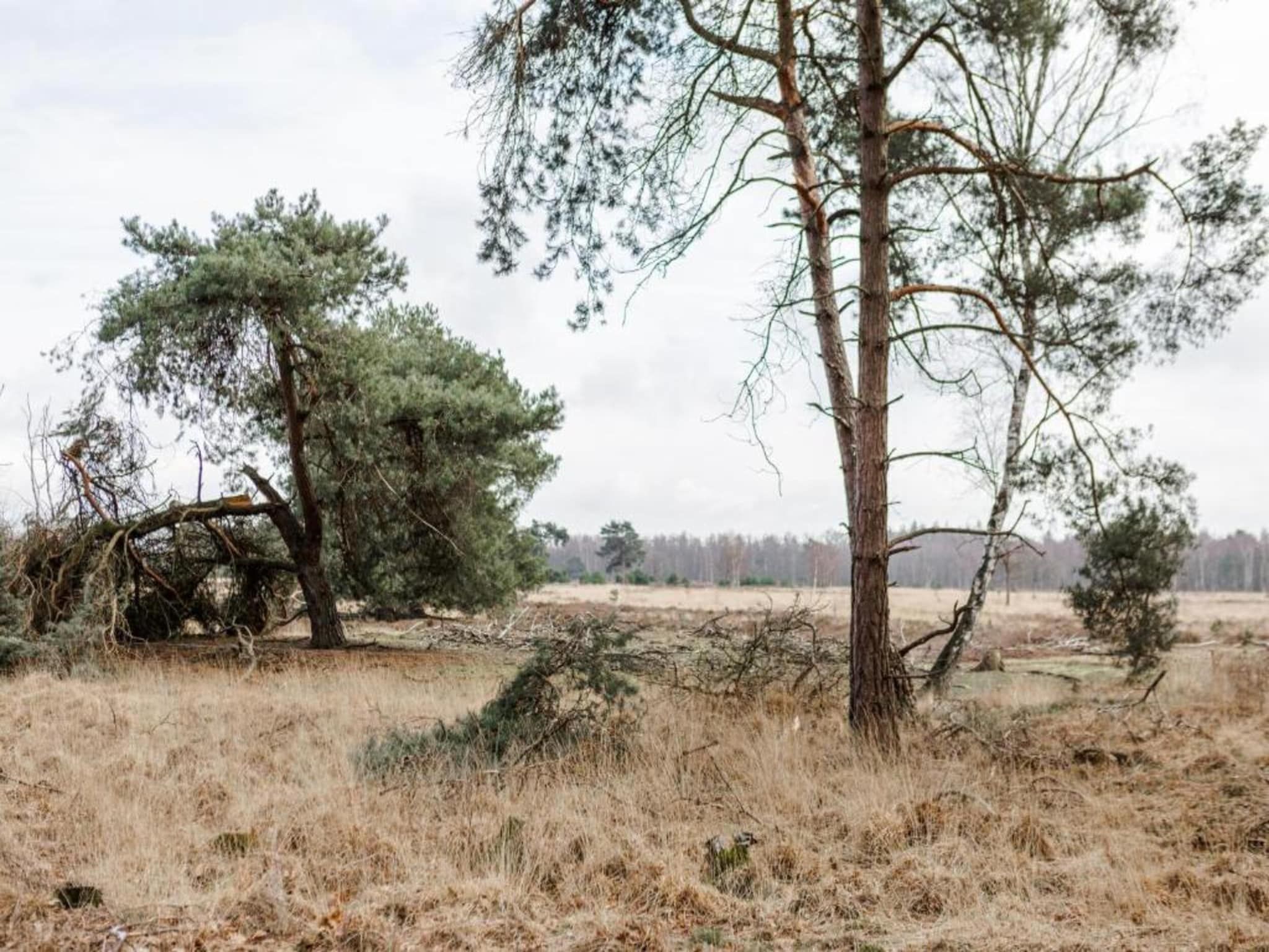 De omgeving van Bospark 't Wolfsven 17 in Mierlo