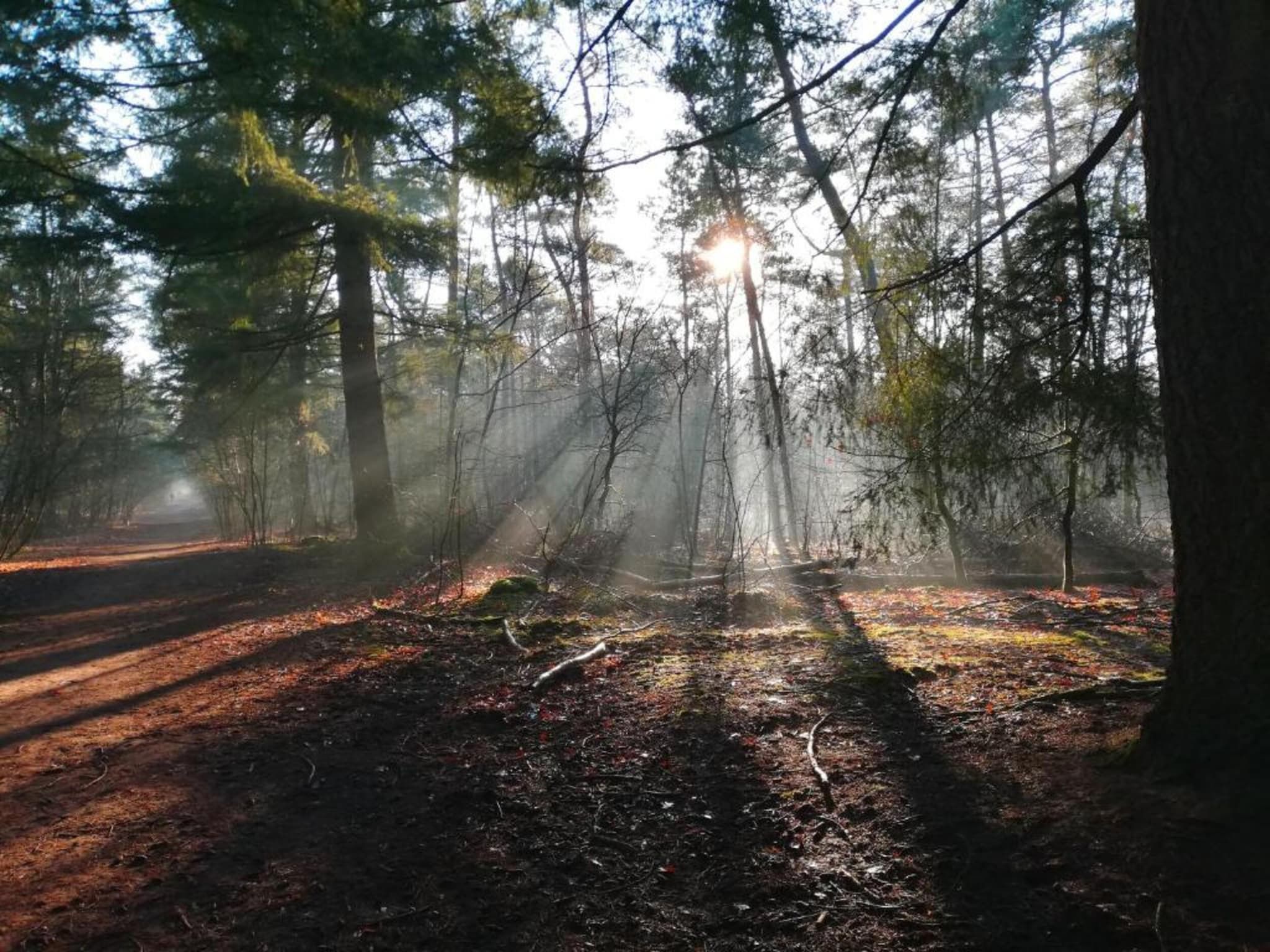 De omgeving van Bospark 't Wolfsven 17 in Mierlo