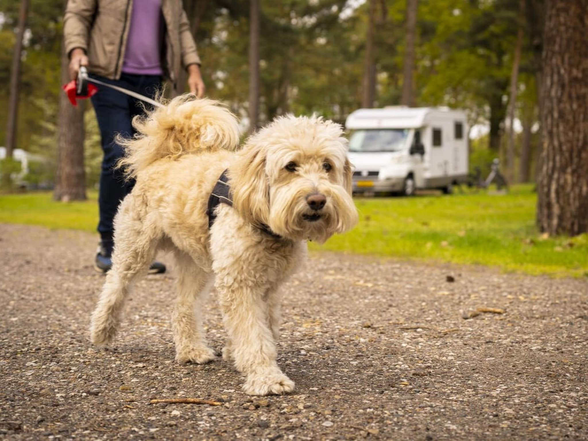 Parkfaciliteiten bij Bospark 't Wolfsven 17 in Mierlo