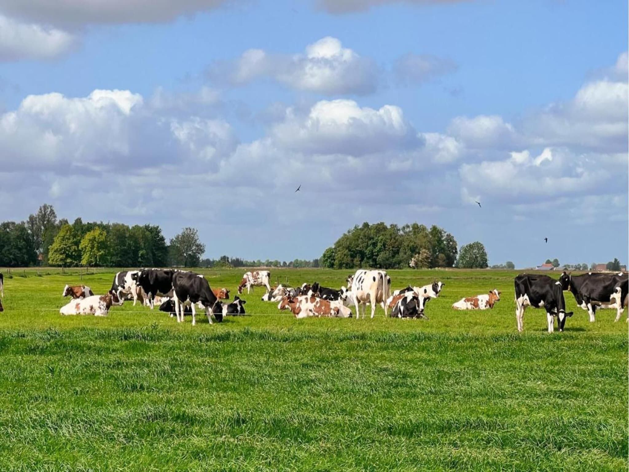 Friese Meren Villa's 18 in Delfstrahuizen - Foto 31 van 40