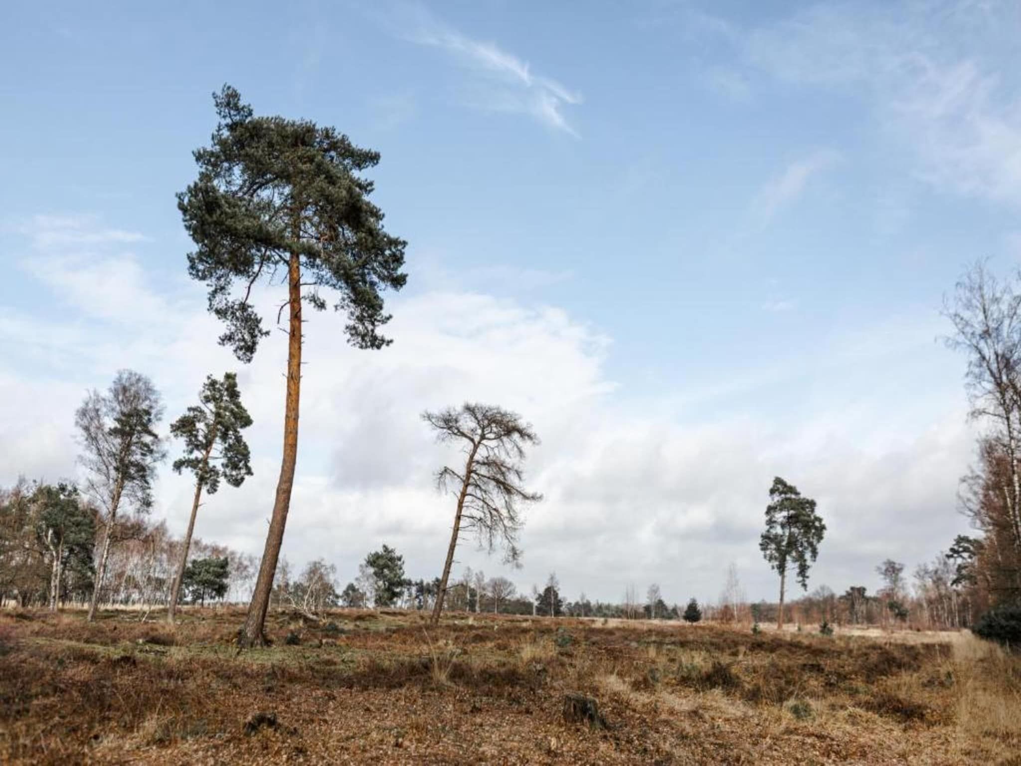 De omgeving van Vakantiepark De Heihorsten 8 in Someren