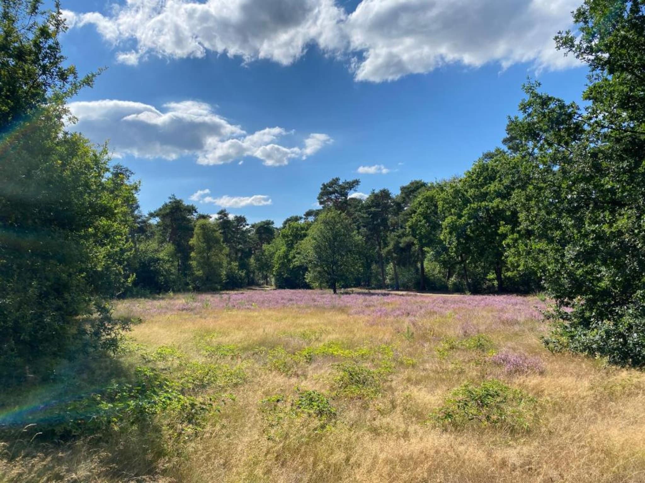 De omgeving van Vakantiepark De Heihorsten 8 in Someren
