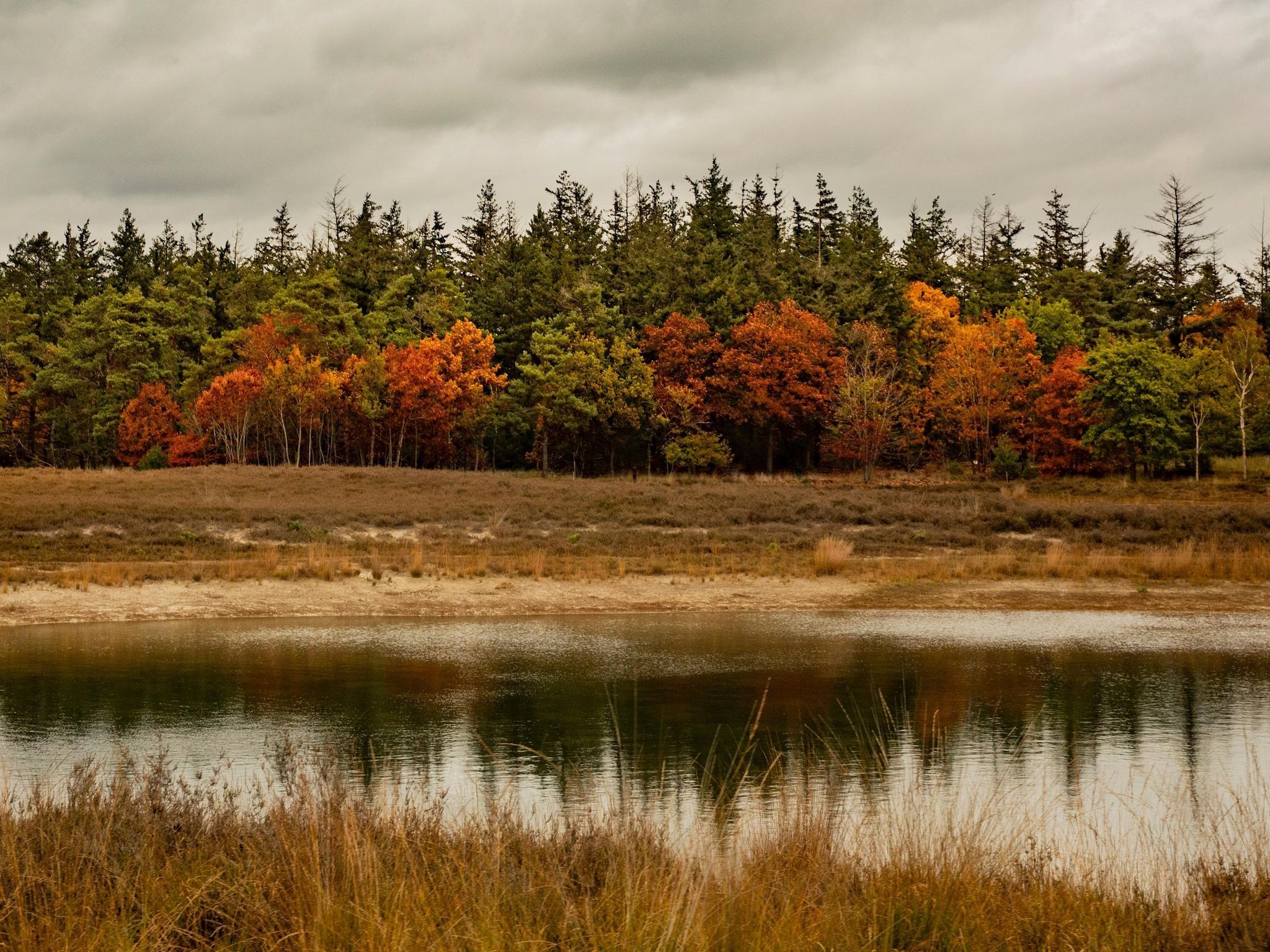 De omgeving van Vakantiepark De Heihorsten 9 in Someren