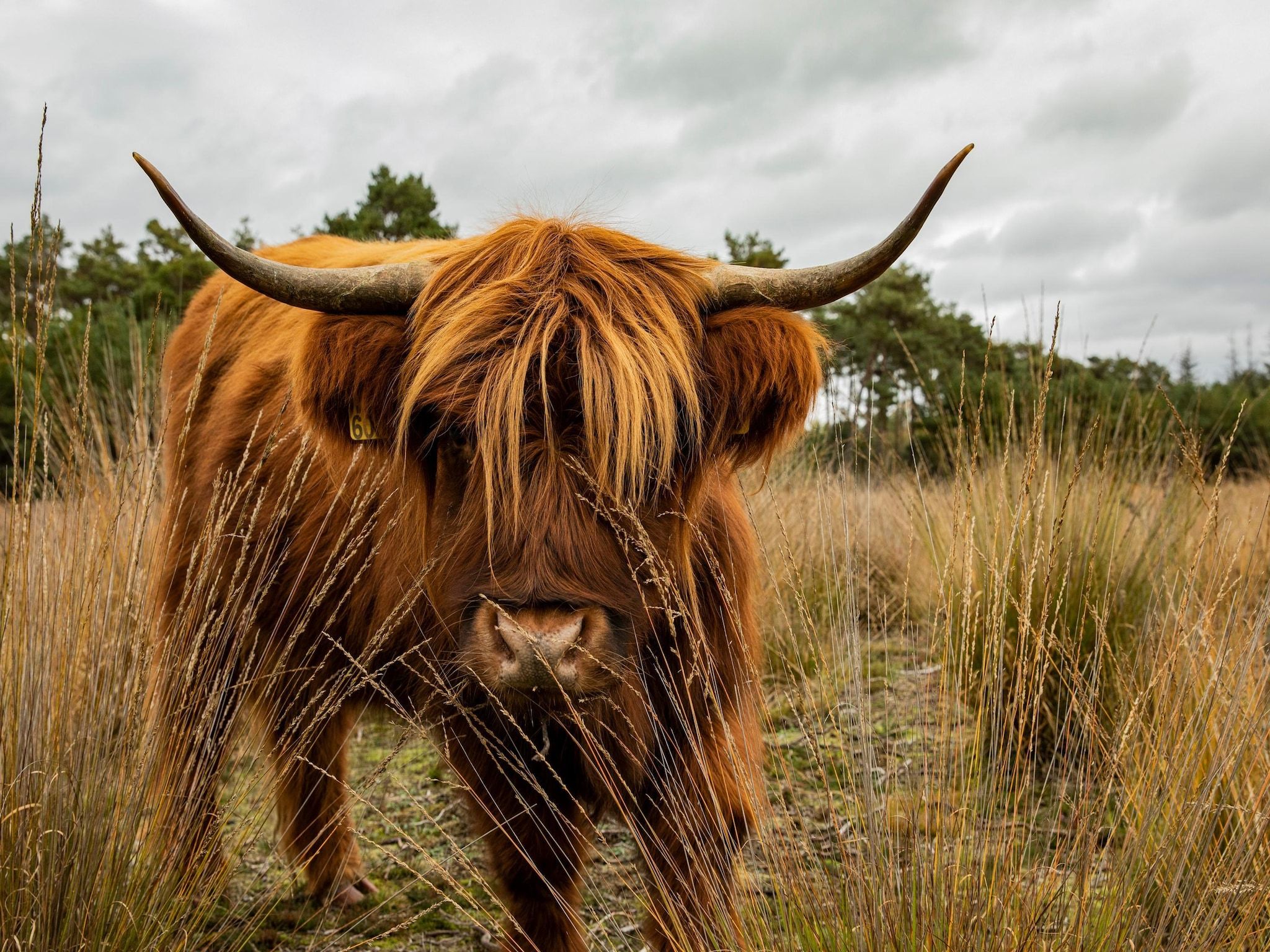 Sfeerbeeld van Vakantiepark De Heihorsten 9 in Someren