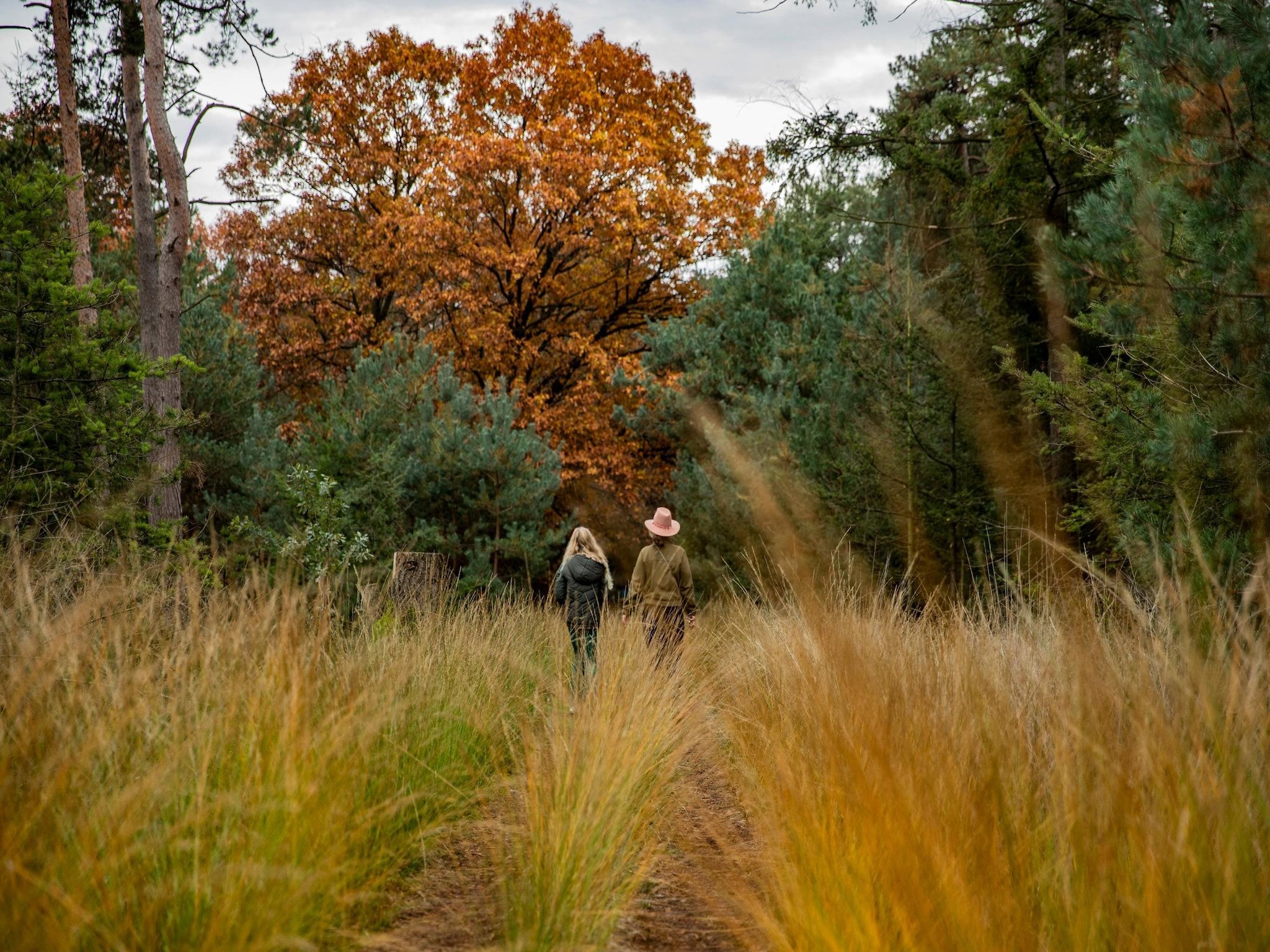 De omgeving van Vakantiepark De Heihorsten 10 in Someren