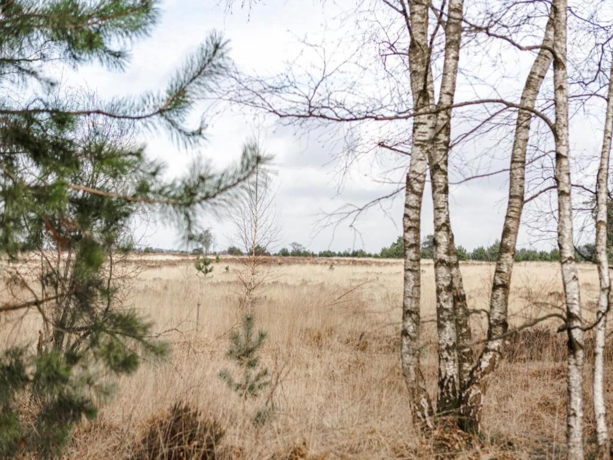 De omgeving van Vakantiepark De Heihorsten 10 in Someren