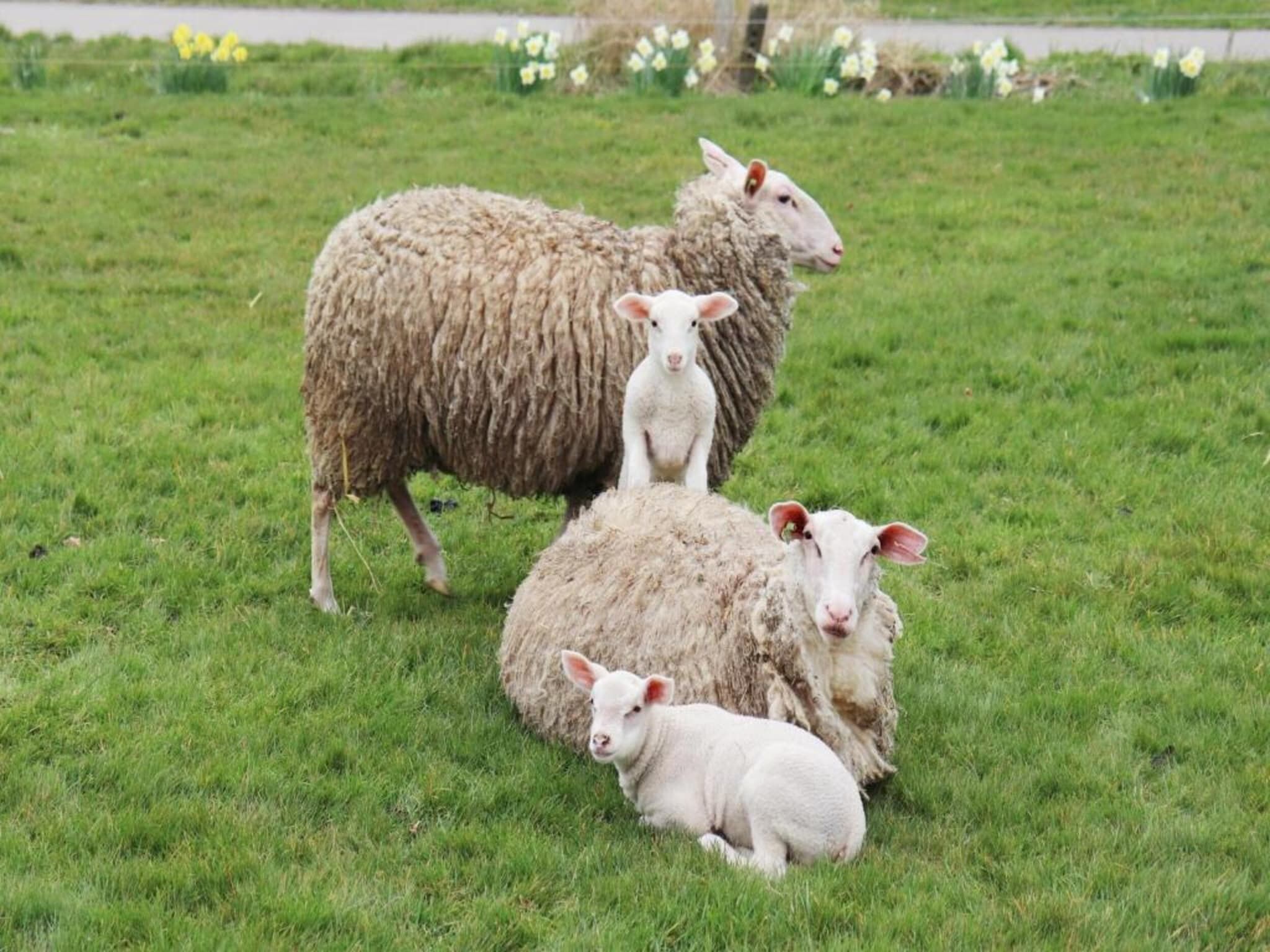 Recreatiepark Idskenhuizen 4 in Idskenhuizen - Foto 38 van 40