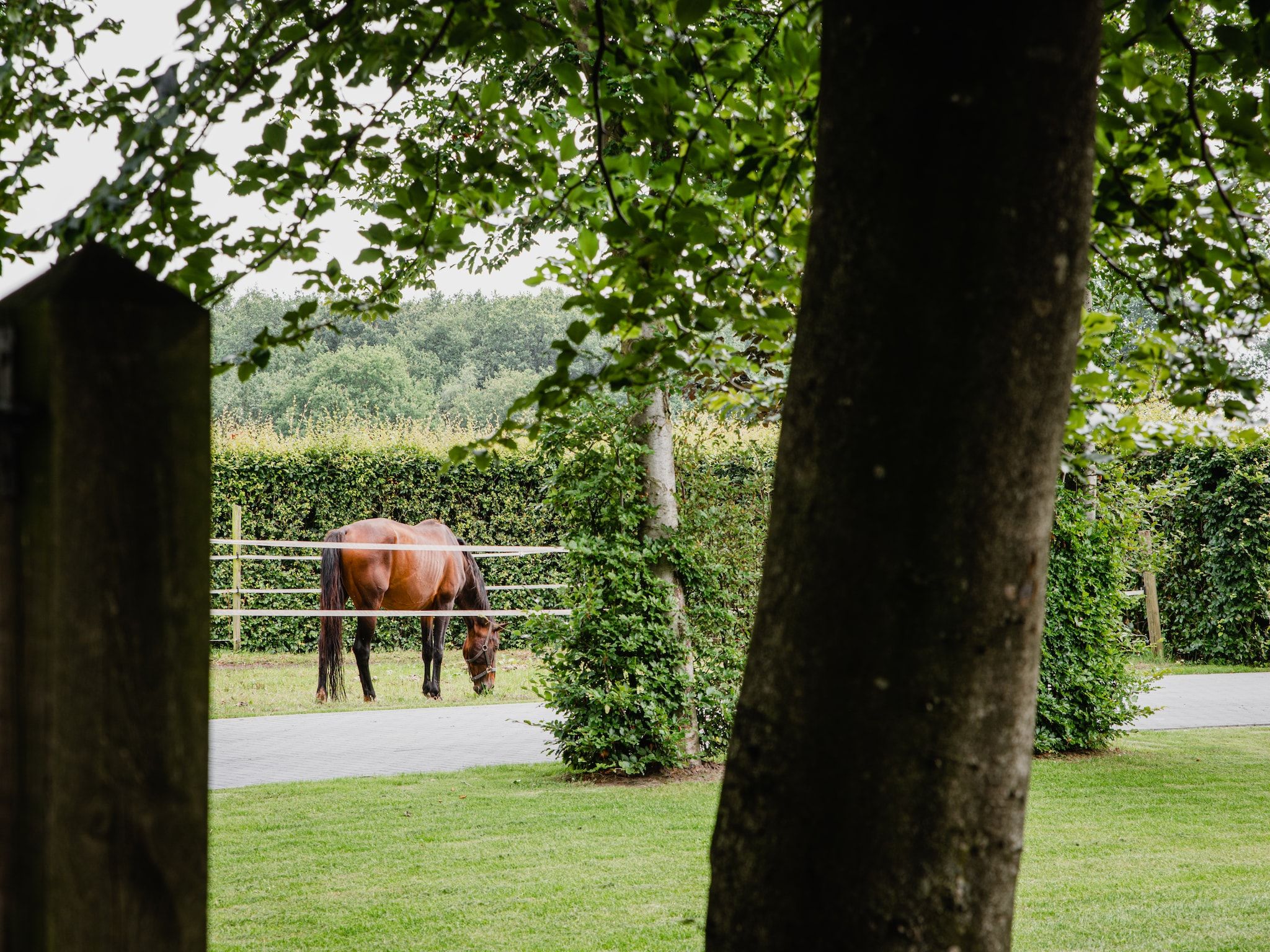 De tuin van Dorpswoning De Volbloed in Leende