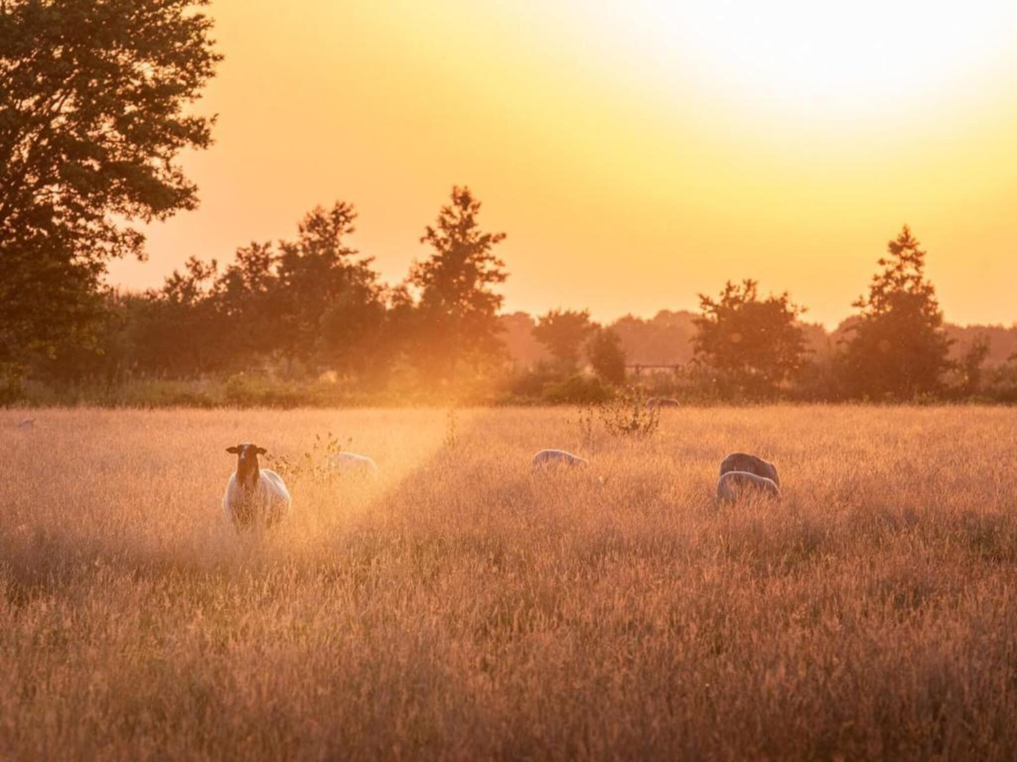 Acker Lodges 2 in Ruinerwold - Foto 34 van 40