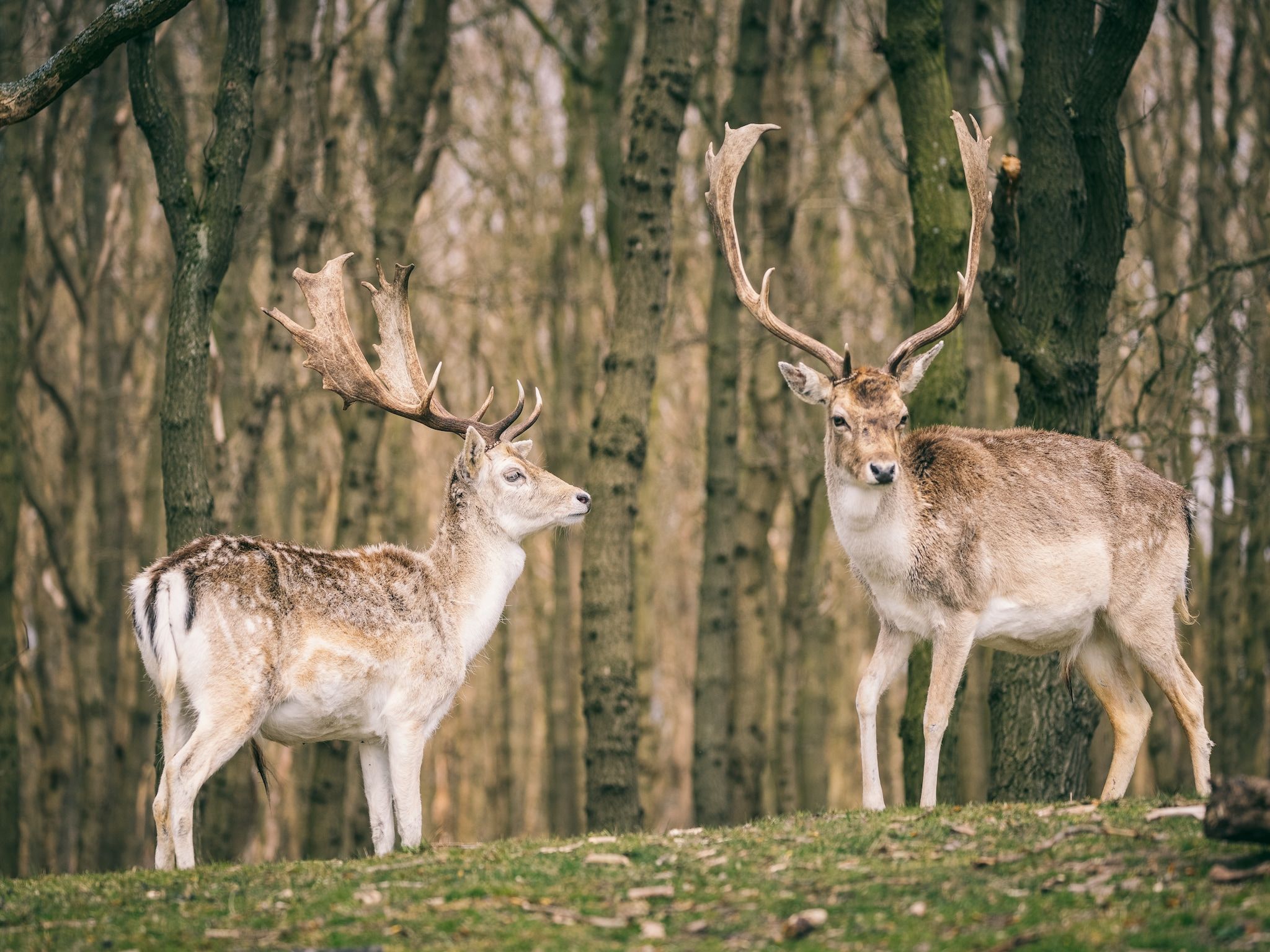 De omgeving van Duinresort Dunimar 5 in Noordwijkerhout