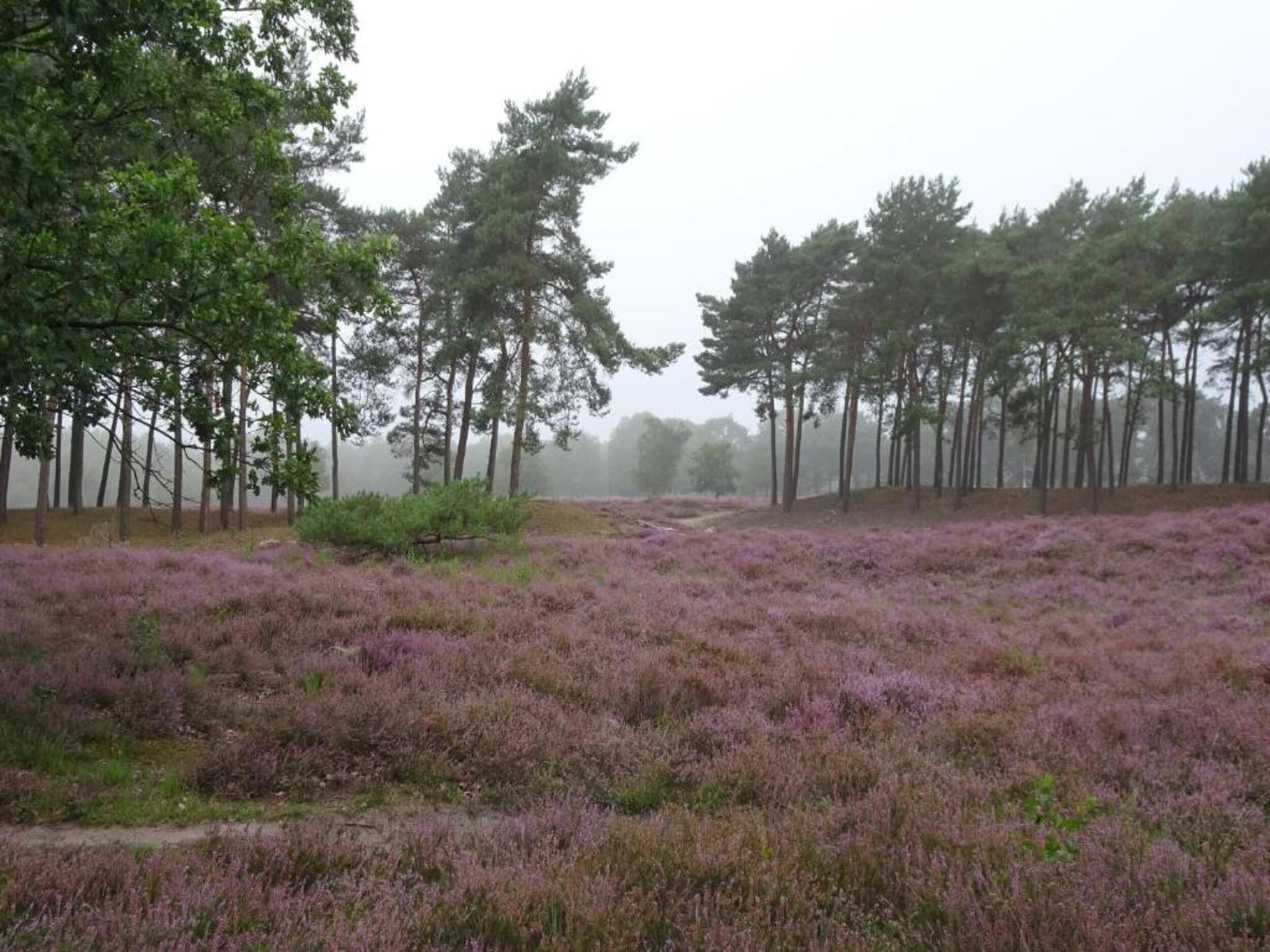 De omgeving van Vakantiepark Schaijk 10 in Schaijk