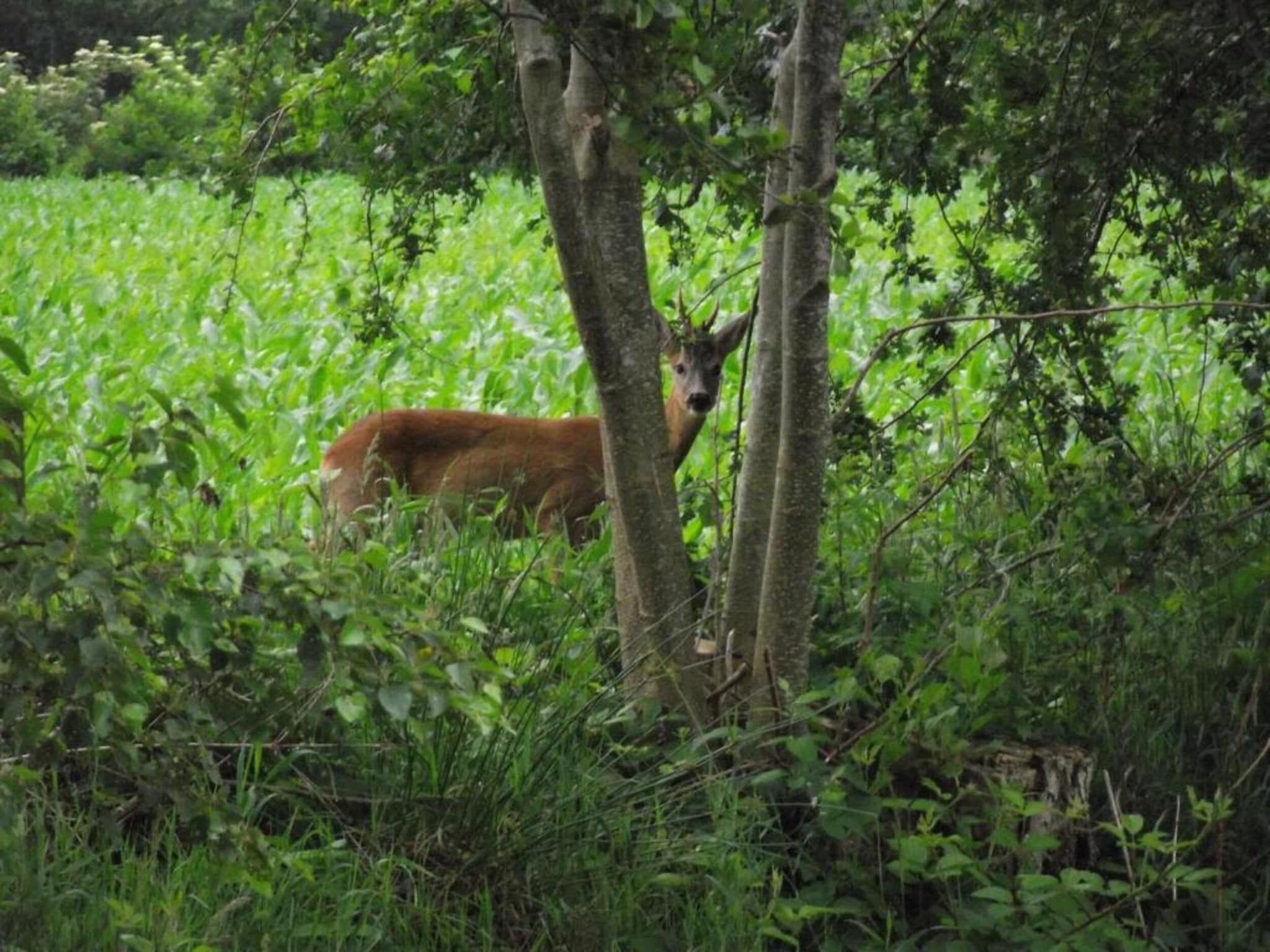 De omgeving van Twee safaritenten "Noflik" & "Gaadlik" naast elkaar in Twijzel