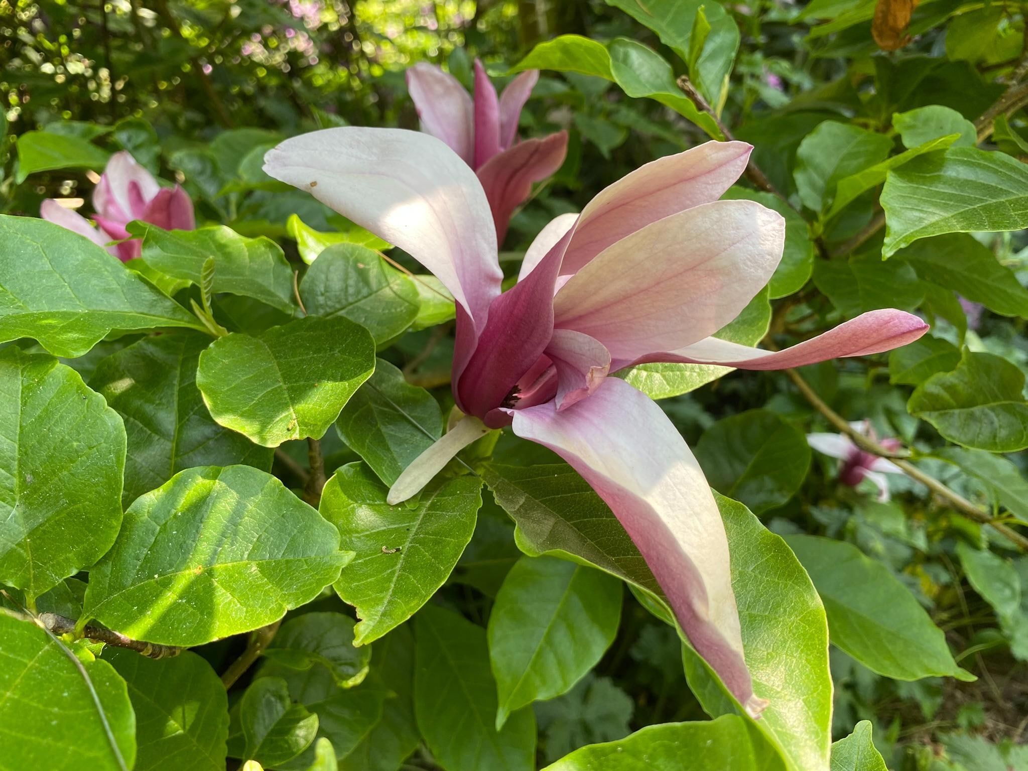 Sfeerbeeld van Dorpswoning Het Tolhuis in Leende