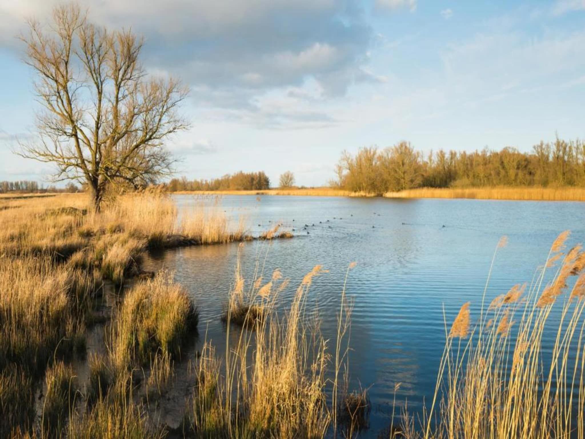 Vakantiepark Latour 7 in Oirschot - Foto 37 van 40