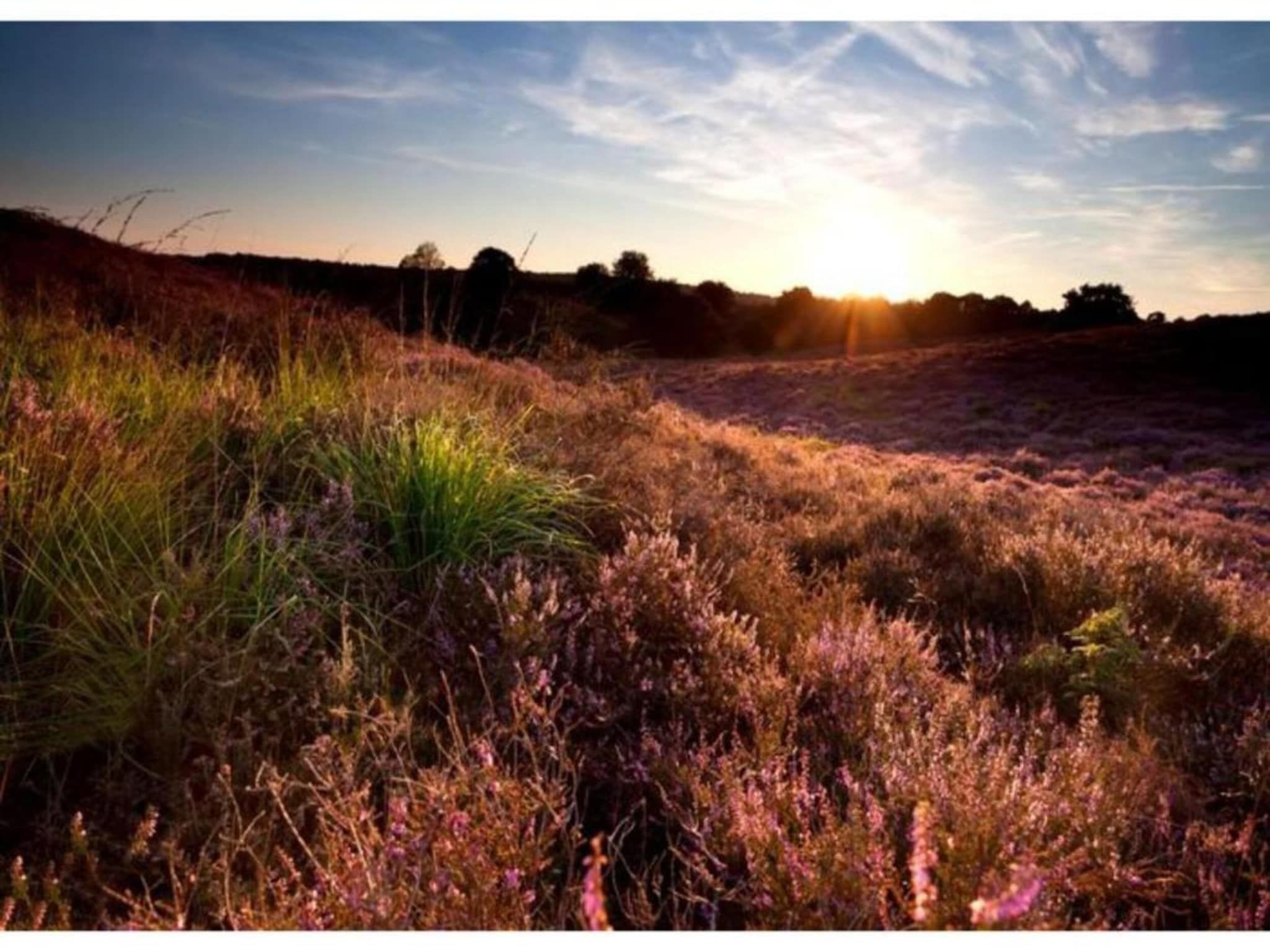 Steenpatrijs 17-06 in Voorthuizen - Foto 32 van 39