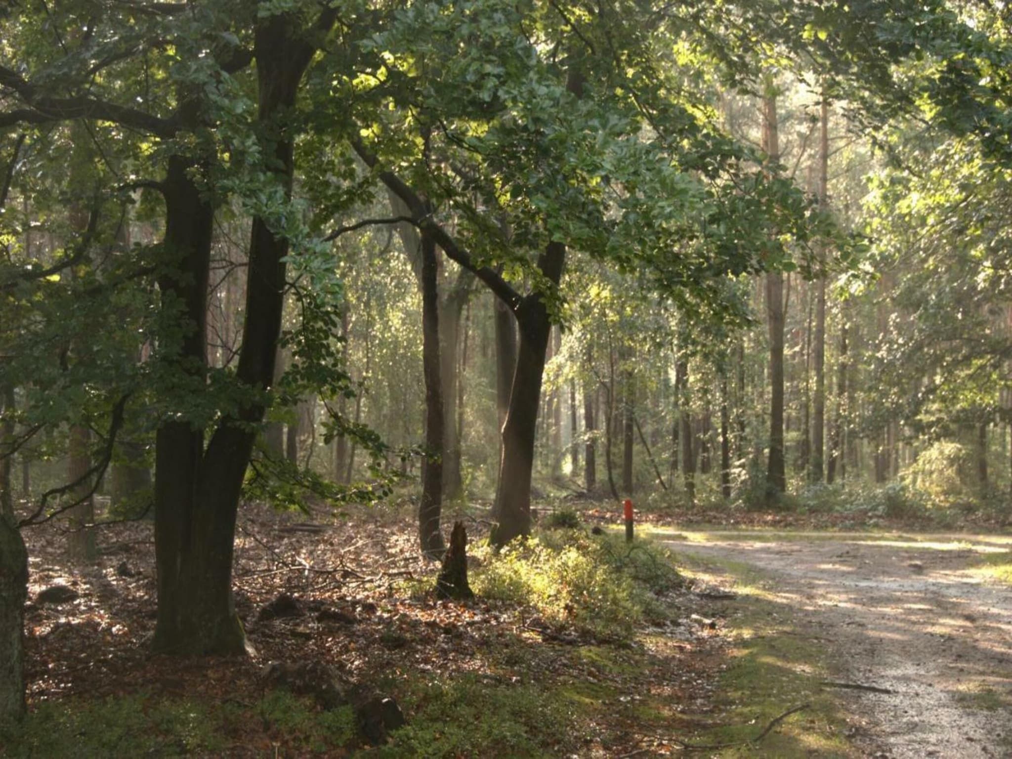 Steenpatrijs 17-06 in Voorthuizen - Foto 34 van 39